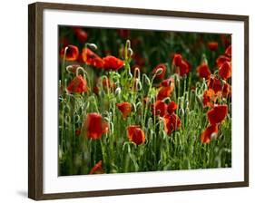 Spring Has Sprung-Doug Chinnery-Framed Photographic Print