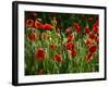 Spring Has Sprung-Doug Chinnery-Framed Photographic Print