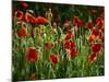 Spring Has Sprung-Doug Chinnery-Mounted Photographic Print