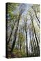 Spring heaven in the Teutoburg Forest-Nadja Jacke-Stretched Canvas