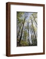 Spring heaven in the Teutoburg Forest-Nadja Jacke-Framed Photographic Print