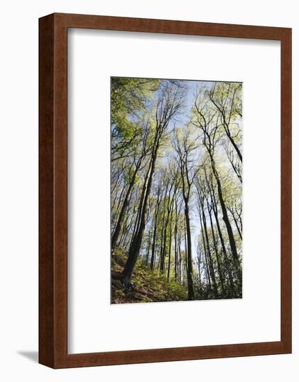 Spring heaven in the Teutoburg Forest-Nadja Jacke-Framed Photographic Print