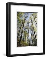 Spring heaven in the Teutoburg Forest-Nadja Jacke-Framed Photographic Print