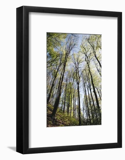 Spring heaven in the Teutoburg Forest-Nadja Jacke-Framed Photographic Print