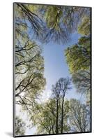 Spring heaven in the Teutoburg Forest-Nadja Jacke-Mounted Photographic Print