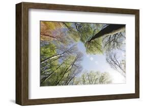 Spring heaven in the Teutoburg Forest-Nadja Jacke-Framed Photographic Print