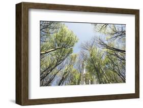 Spring heaven in the Teutoburg Forest-Nadja Jacke-Framed Photographic Print