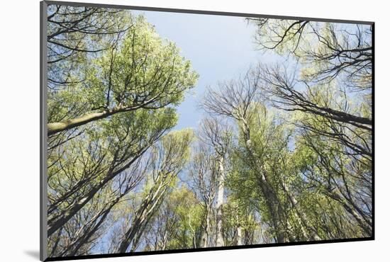 Spring heaven in the Teutoburg Forest-Nadja Jacke-Mounted Photographic Print