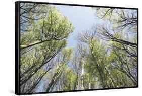 Spring heaven in the Teutoburg Forest-Nadja Jacke-Framed Stretched Canvas