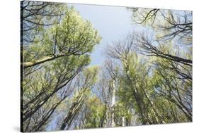 Spring heaven in the Teutoburg Forest-Nadja Jacke-Stretched Canvas