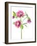 Spring Hellebores-Jacky Parker-Framed Giclee Print