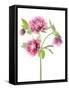 Spring Hellebores-Jacky Parker-Framed Stretched Canvas