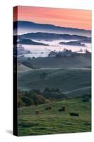 Spring Hills With Fog Petaluma Sonoma California-Vincent James-Stretched Canvas