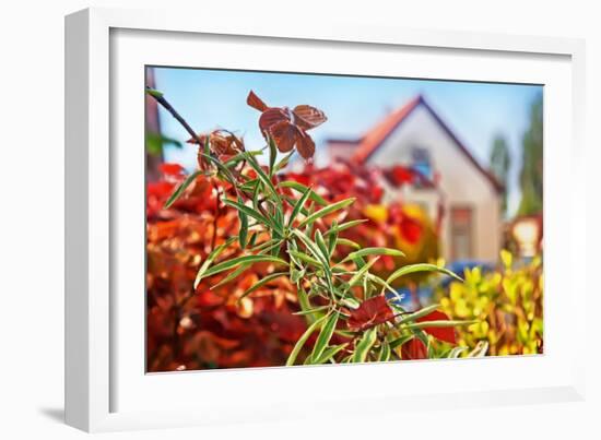 Spring House-araraadt-Framed Photographic Print