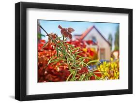 Spring House-araraadt-Framed Photographic Print
