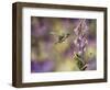 Spring Hummingbird-Sarah Davis-Framed Giclee Print