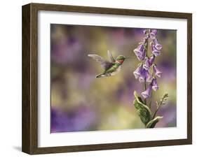 Spring Hummingbird-Sarah Davis-Framed Giclee Print