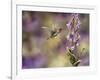 Spring Hummingbird-Sarah Davis-Framed Giclee Print