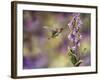 Spring Hummingbird-Sarah Davis-Framed Giclee Print