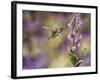 Spring Hummingbird-Sarah Davis-Framed Giclee Print