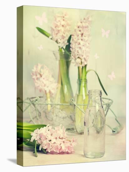 Spring Hyacinths with Focus-Amd Images-Stretched Canvas