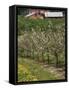 Spring in Apple Orchard, Lublin Upland, Malopolska-Walter Bibikow-Framed Stretched Canvas