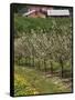 Spring in Apple Orchard, Lublin Upland, Malopolska-Walter Bibikow-Framed Stretched Canvas