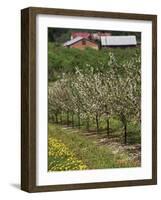 Spring in Apple Orchard, Lublin Upland, Malopolska-Walter Bibikow-Framed Photographic Print