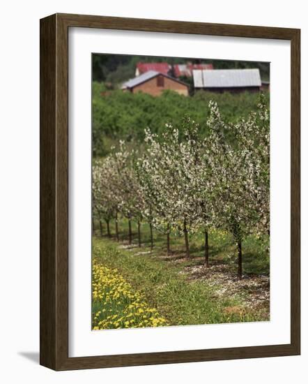 Spring in Apple Orchard, Lublin Upland, Malopolska-Walter Bibikow-Framed Photographic Print