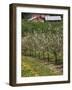 Spring in Apple Orchard, Lublin Upland, Malopolska-Walter Bibikow-Framed Photographic Print