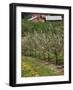 Spring in Apple Orchard, Lublin Upland, Malopolska-Walter Bibikow-Framed Photographic Print