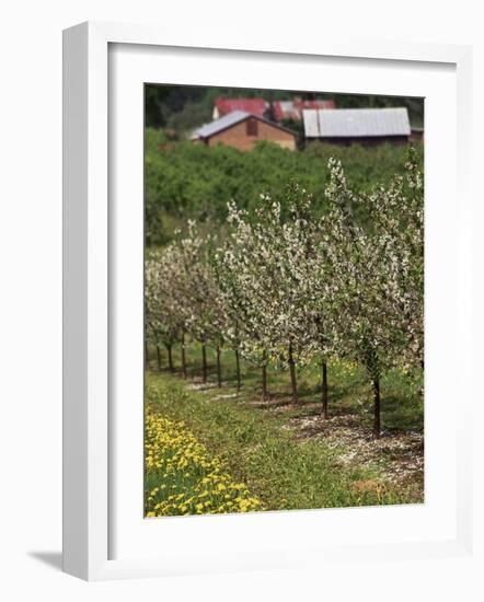 Spring in Apple Orchard, Lublin Upland, Malopolska-Walter Bibikow-Framed Photographic Print