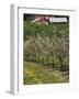 Spring in Apple Orchard, Lublin Upland, Malopolska-Walter Bibikow-Framed Photographic Print