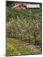 Spring in Apple Orchard, Lublin Upland, Malopolska-Walter Bibikow-Mounted Photographic Print