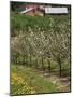 Spring in Apple Orchard, Lublin Upland, Malopolska-Walter Bibikow-Mounted Photographic Print