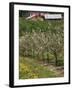 Spring in Apple Orchard, Lublin Upland, Malopolska-Walter Bibikow-Framed Photographic Print