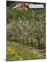 Spring in Apple Orchard, Lublin Upland, Malopolska-Walter Bibikow-Mounted Photographic Print