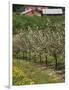 Spring in Apple Orchard, Lublin Upland, Malopolska-Walter Bibikow-Framed Photographic Print