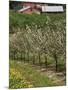 Spring in Apple Orchard, Lublin Upland, Malopolska-Walter Bibikow-Mounted Photographic Print