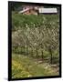 Spring in Apple Orchard, Lublin Upland, Malopolska-Walter Bibikow-Framed Photographic Print