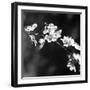 Spring In B And W-Incredi-Framed Giclee Print