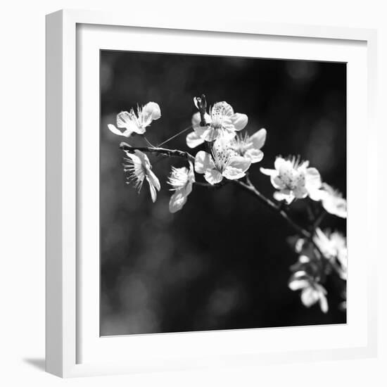 Spring In B And W-Incredi-Framed Giclee Print