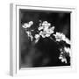 Spring In B And W-Incredi-Framed Giclee Print