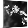 Spring In B And W-Incredi-Mounted Giclee Print