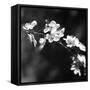 Spring In B And W-Incredi-Framed Stretched Canvas