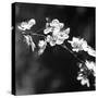 Spring In B And W-Incredi-Stretched Canvas