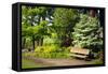 Spring in Crystal Springs Rhododendron Garden, Portland, Oregon, USA-Craig Tuttle-Framed Stretched Canvas