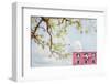 Spring In Italy-Brooke T. Ryan-Framed Photographic Print