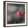 Spring In The Bloom-Incredi-Framed Giclee Print