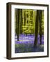 Spring in the Blue Forest-Terry Eggers-Framed Photographic Print